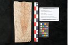 Foto (Objekt + Etikett) von Quercus palaeoilex Ettingshausen (NHMW-GEO-2024-0188-8114)